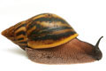 Achatina achatina Ghana F1, odchov V�ry Babincov�